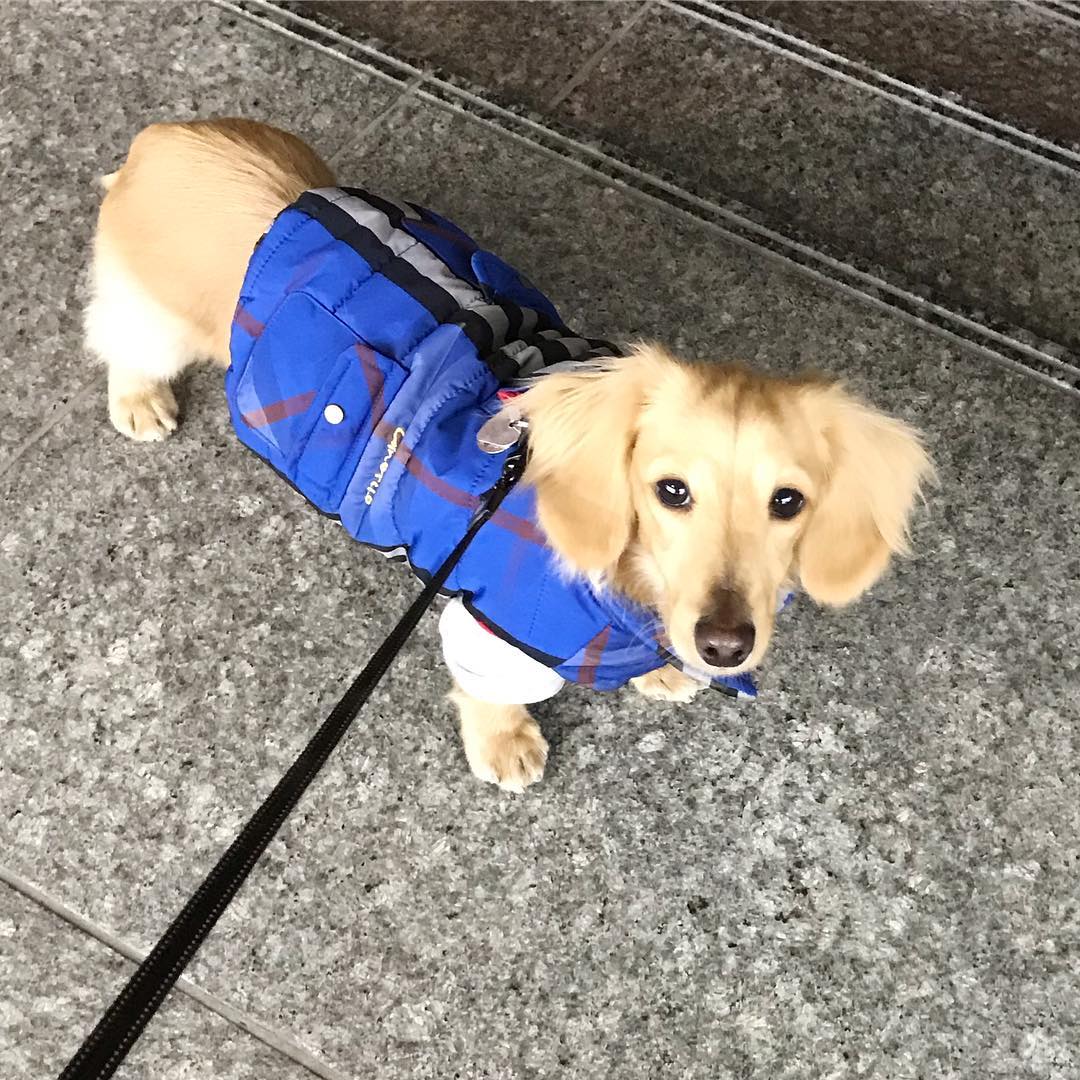 Cinofilo(チノフィロ)