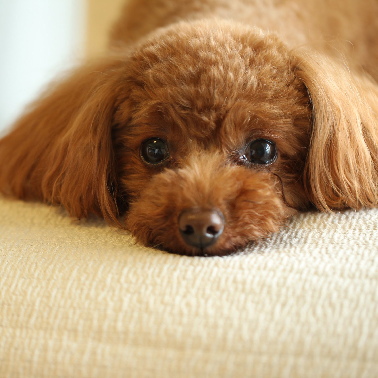 Cinofilo(チノフィロ)