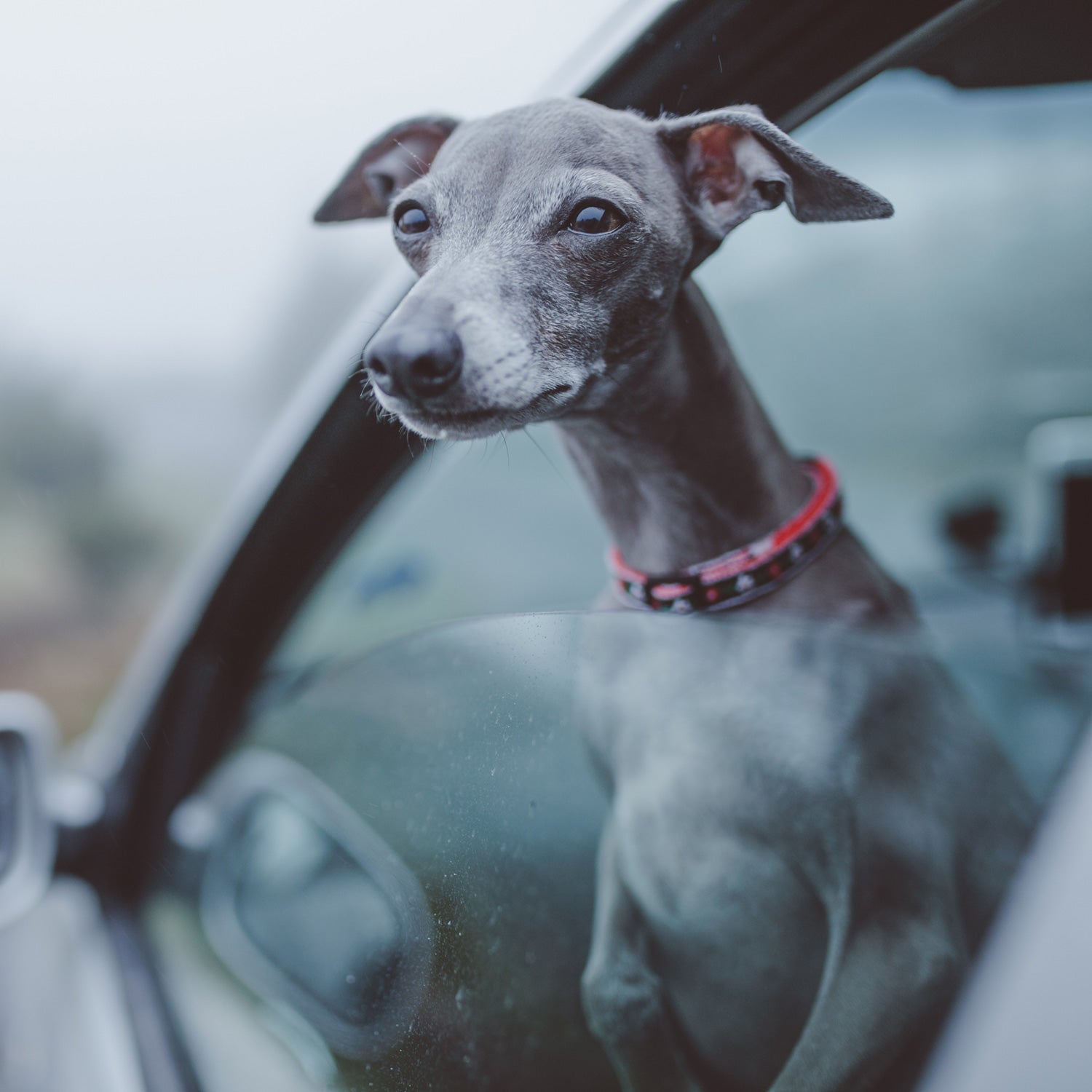 Cinofilo(チノフィロ)