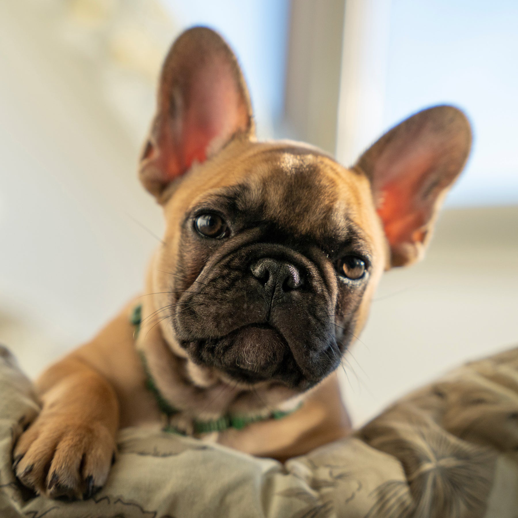 Cinofilo(チノフィロ)